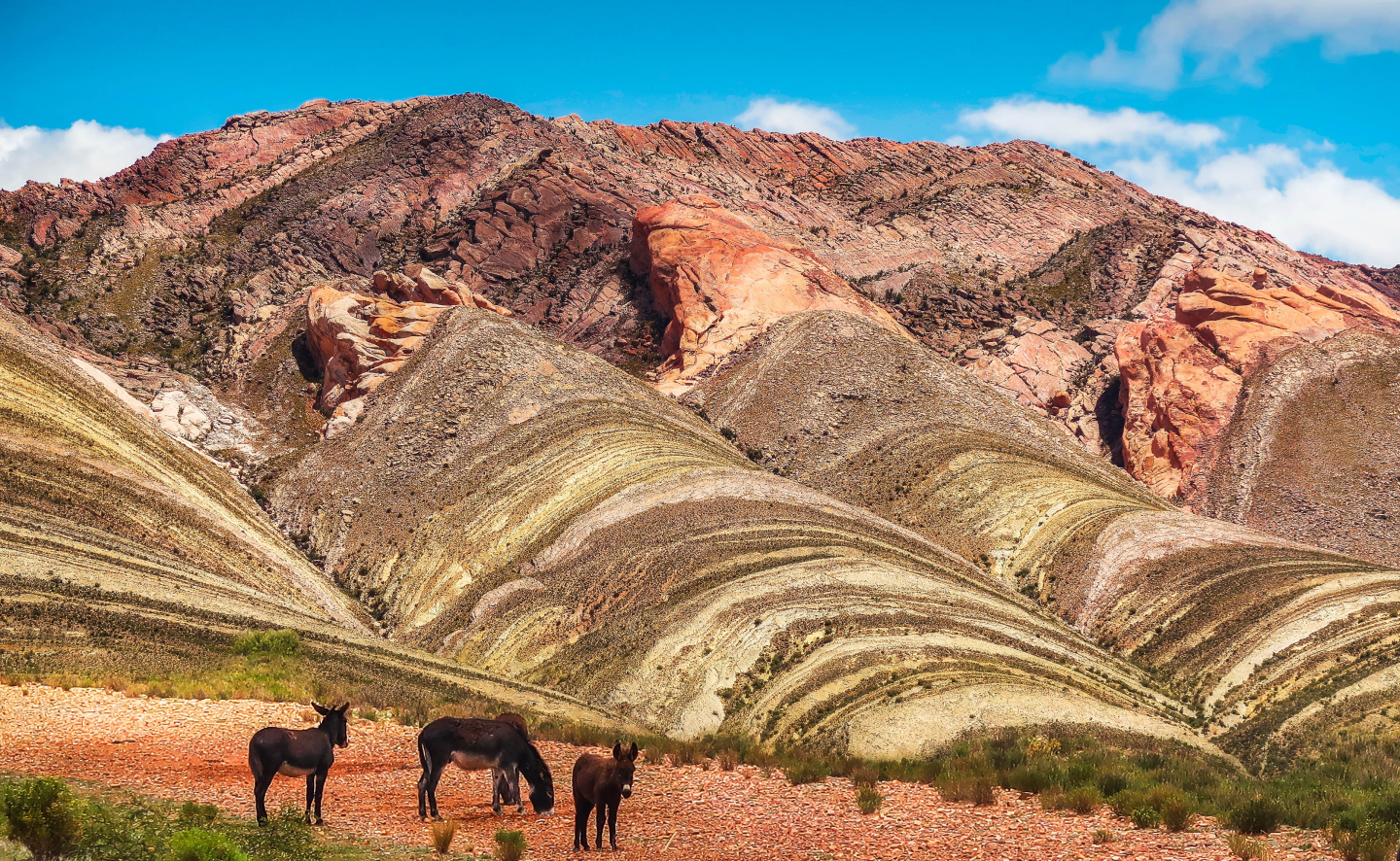 fondo-jujuy